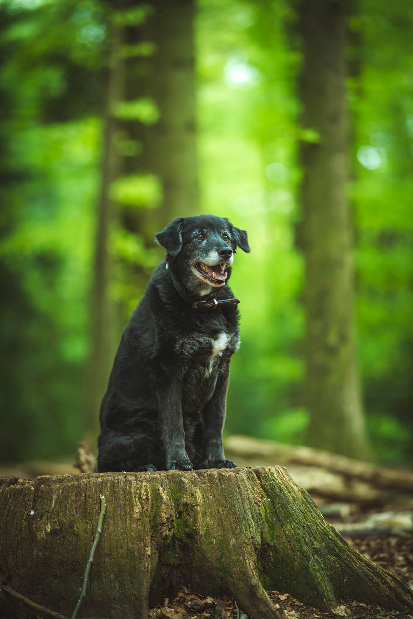 Hundefotografie Ostfriesland